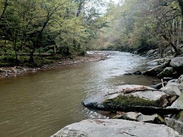 A serene river flowing through a forest with rocks along the bank.