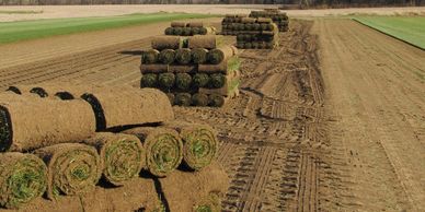 Rolls of sod in the field, freshly harvested.