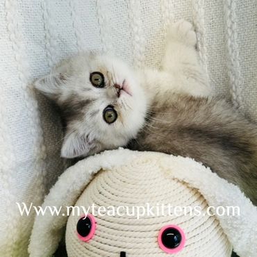 silver exotic shorthair persian kitten for sale