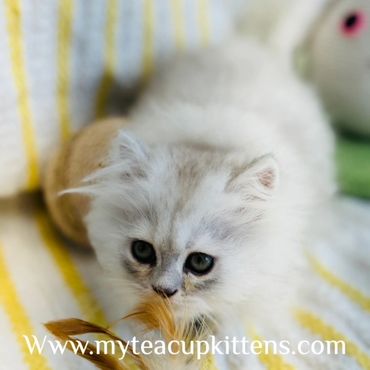 Silver Persian Kitten For Sale