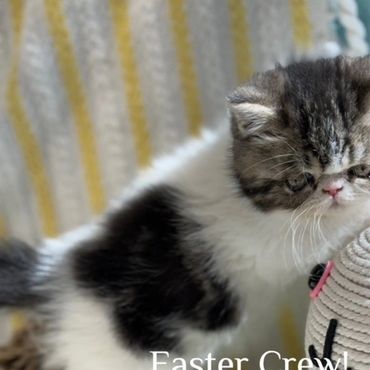 Exotic shorthair Persian Kitten For Sale