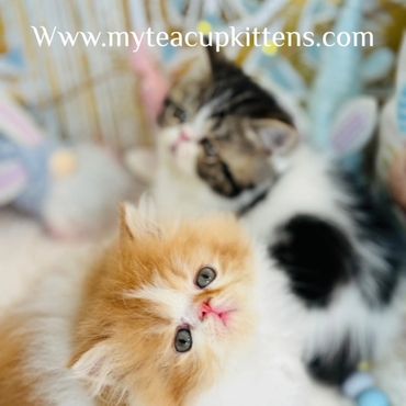 red and white persian kitten for sale
