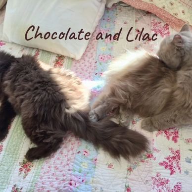 Chocolate and Lilac Persian Cats