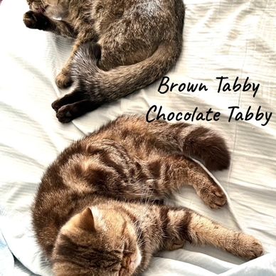 Brown tabby exotic short hair cat chocolate tabby exotic short hair cat