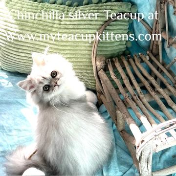 silver persian kitten