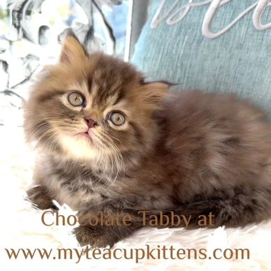 Chocolate Tabby Persian Kitten