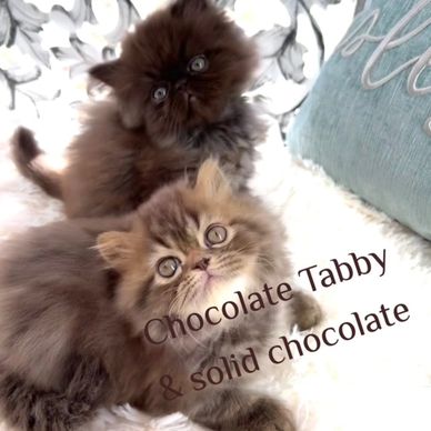 chocolate persian kitten chocolate tabby persian kitten