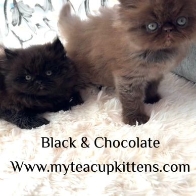 black persian kitten chocolate persian kitten