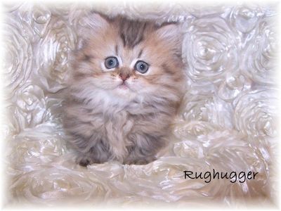 golden rughugger kitten for sale