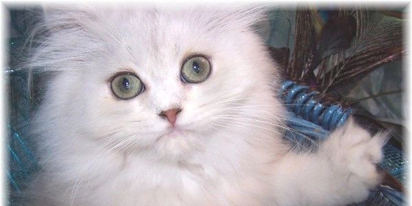 chinchilla silver persian kitten