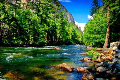 A vibrant river flows through a lush green forest under a clear blue sky.