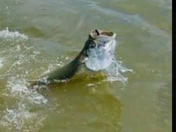 Guided tarpon fishing
