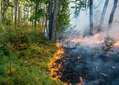 closeup shot of a fire in the forest