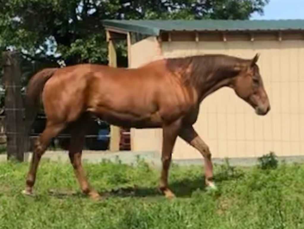 Debt Free Abby, registered Thoroughbred mare, 16.1 hands.