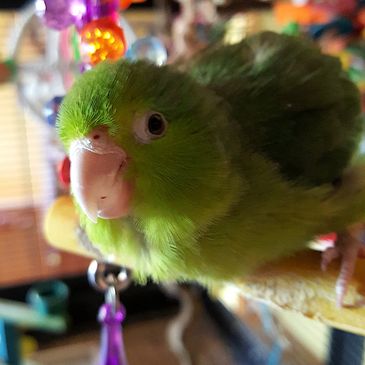 Tweet