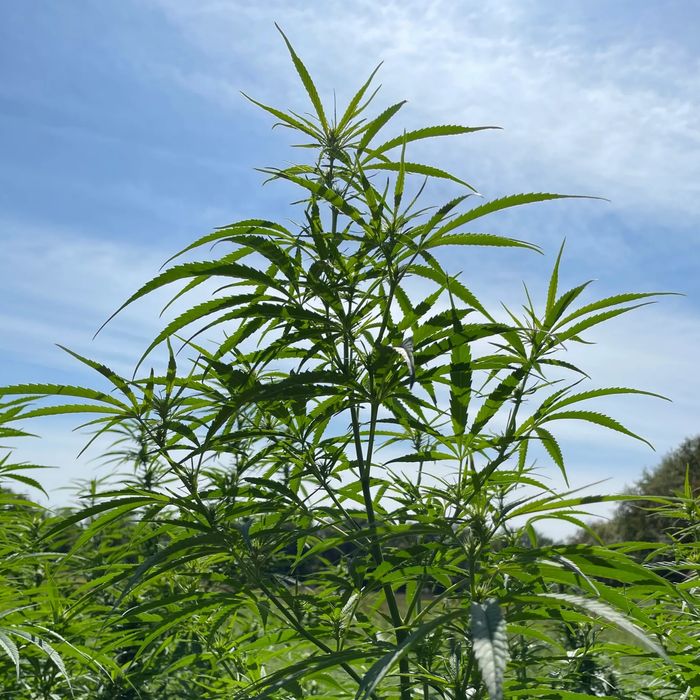 One of our USDA hemp plants from SolCellFarms.