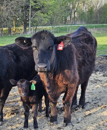 Two black cows and a calf with ear tags in a sunny pasture.