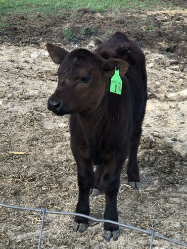 A young calf with a green ear tag standing on dirt.