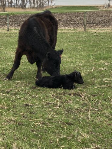A black cow nuzzles its calf resting on grass.
