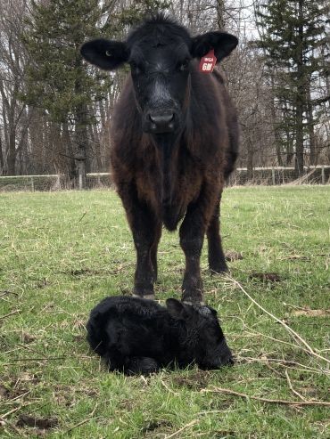 Black cow standing protectively over a resting calf in a grassy field.