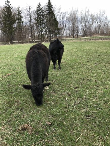 Two black cows grazing in a green field with trees in the background.