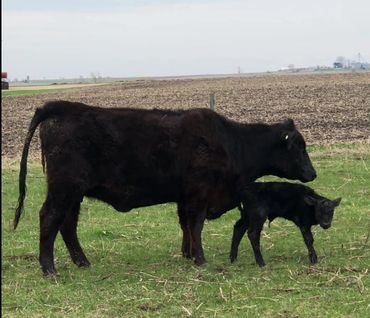 A black cow stands protectively over its newborn calf in a grassy field.