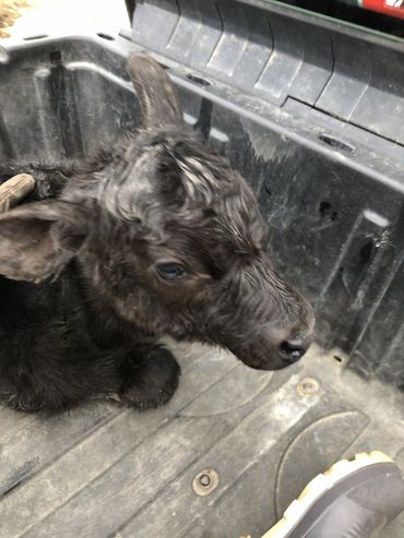 Close-up of a young calf resting in a vehicle bed.