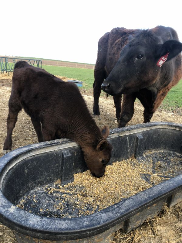 A calf and a cow eating grain from a trough on a farm.