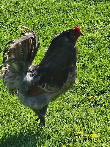 Black chicken standing on green grass with raised tail feathers.