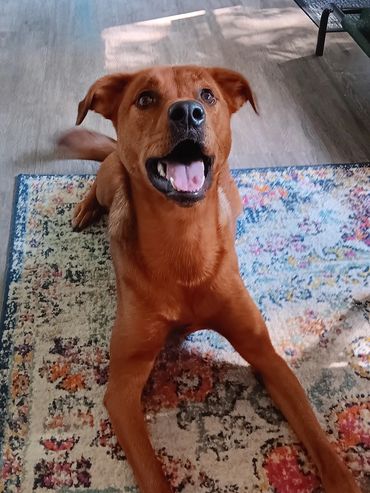 Santino!
(Rottweiler / Chow Chow)