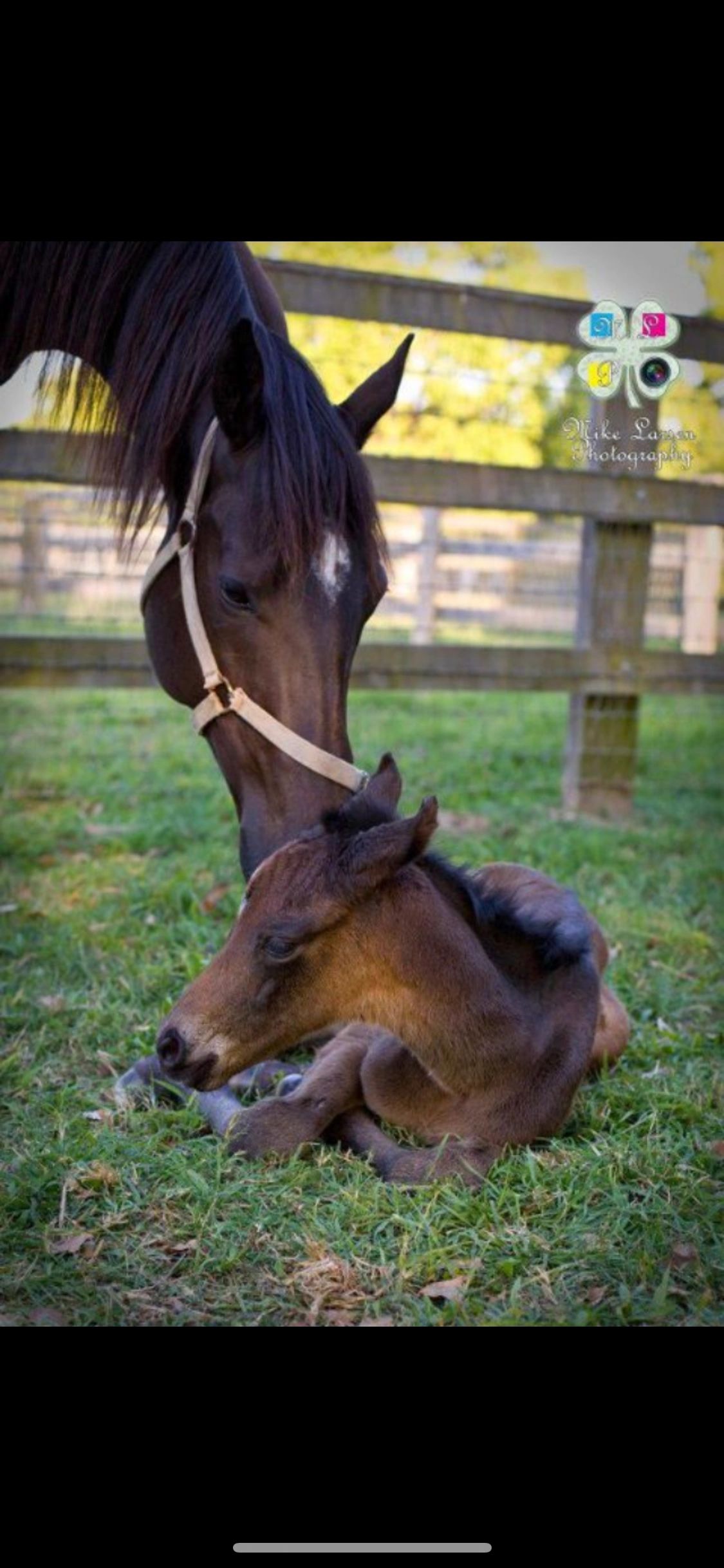 Mare and foal
