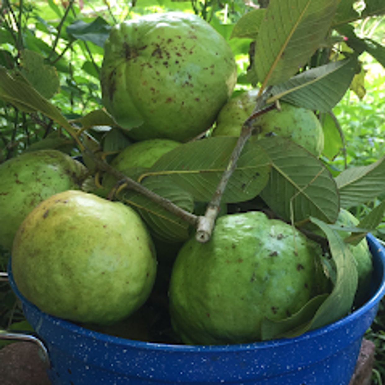 Thai Guava picked to order.