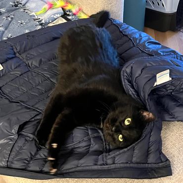 Stanley making biscuits