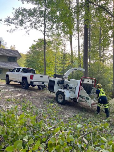 Tree removal project.