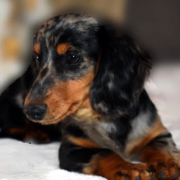 A close-up of a black and tan Dachshund puppy lying down.