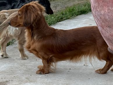 A brown long-haired dachshund standing on a concrete surface.