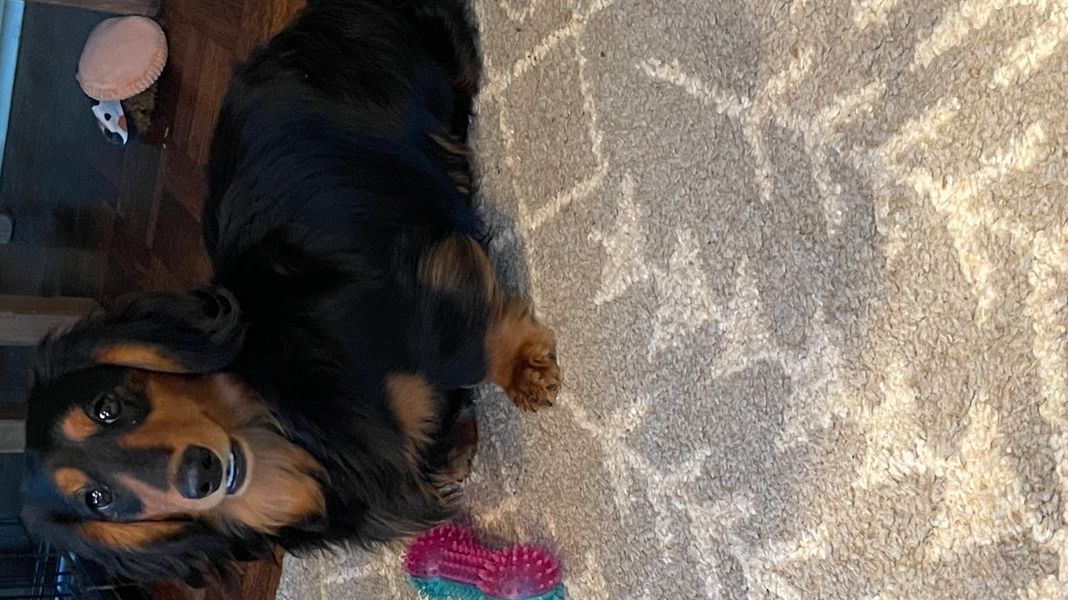 Long-haired dachshund lying on a rug with a pink and blue toy.