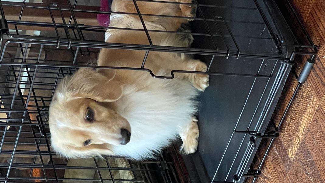 A fluffy cream-colored dog sitting inside a metal crate.