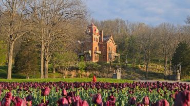 A historic brick mansion behind a field of purple tulips.
