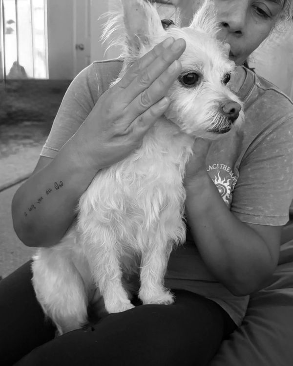 Person holding a small white dog gently.