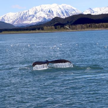 A humpback whale dives to feed in Resurrection Bay near Seward, Alaska.