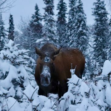 A moose stands amongst the snow covered trees next to our home in Kenai, Alaska.