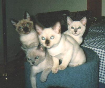 Natural Mink , Platinum Mink, Blue Mink and Champagne Mink