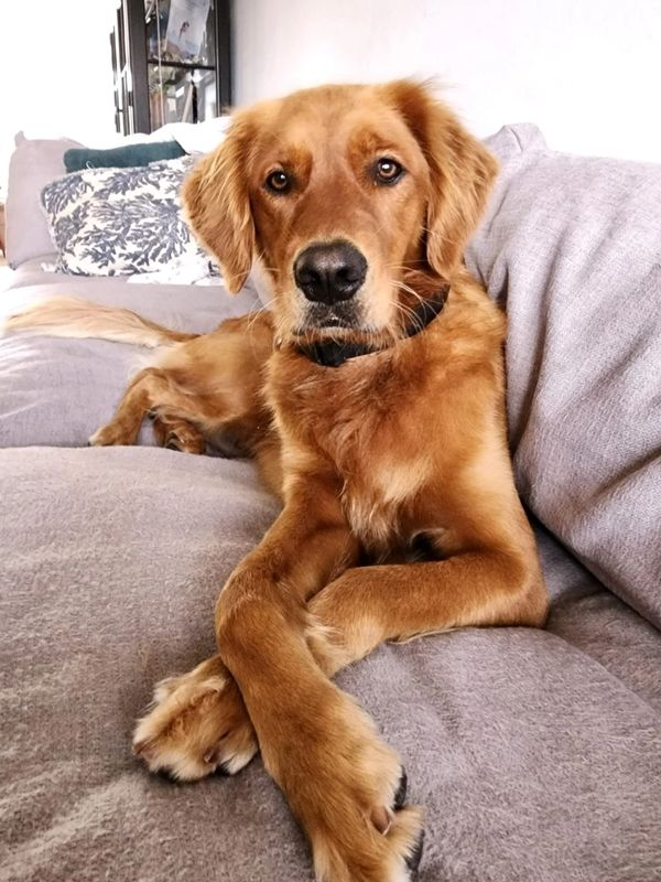 Golden retriever lying on a couch with crossed paws.
