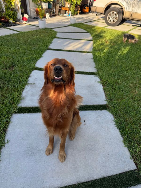 Happy golden retriever sitting on a stone pathway in a sunny yard.