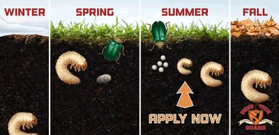 Services one of many