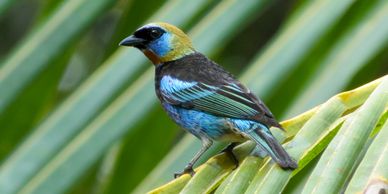 Golden-hooded Tanager on a coconut palm tree branch