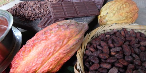 cacao pods, cacao beans, chocolate bars