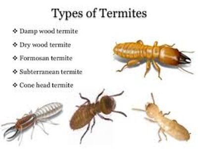 VA and TX. WDI termite inspection