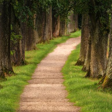 A peaceful dirt path lined with large trees and green grass.